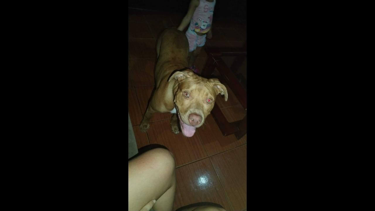 Cachorra desapareceu no bairro Brasmadeira