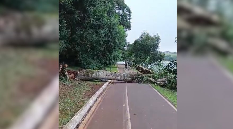 Corrida com obstáculo: Internautas reclamam de árvore caída interditando a pista de caminhada do Lago