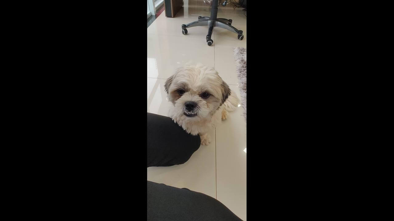 Cachorro é encontrado no bairro Parque Verde