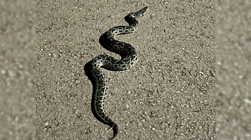 Cobras venenosas no Tropical II: Moradores fazem alerta para grande número de serpentes encontradas