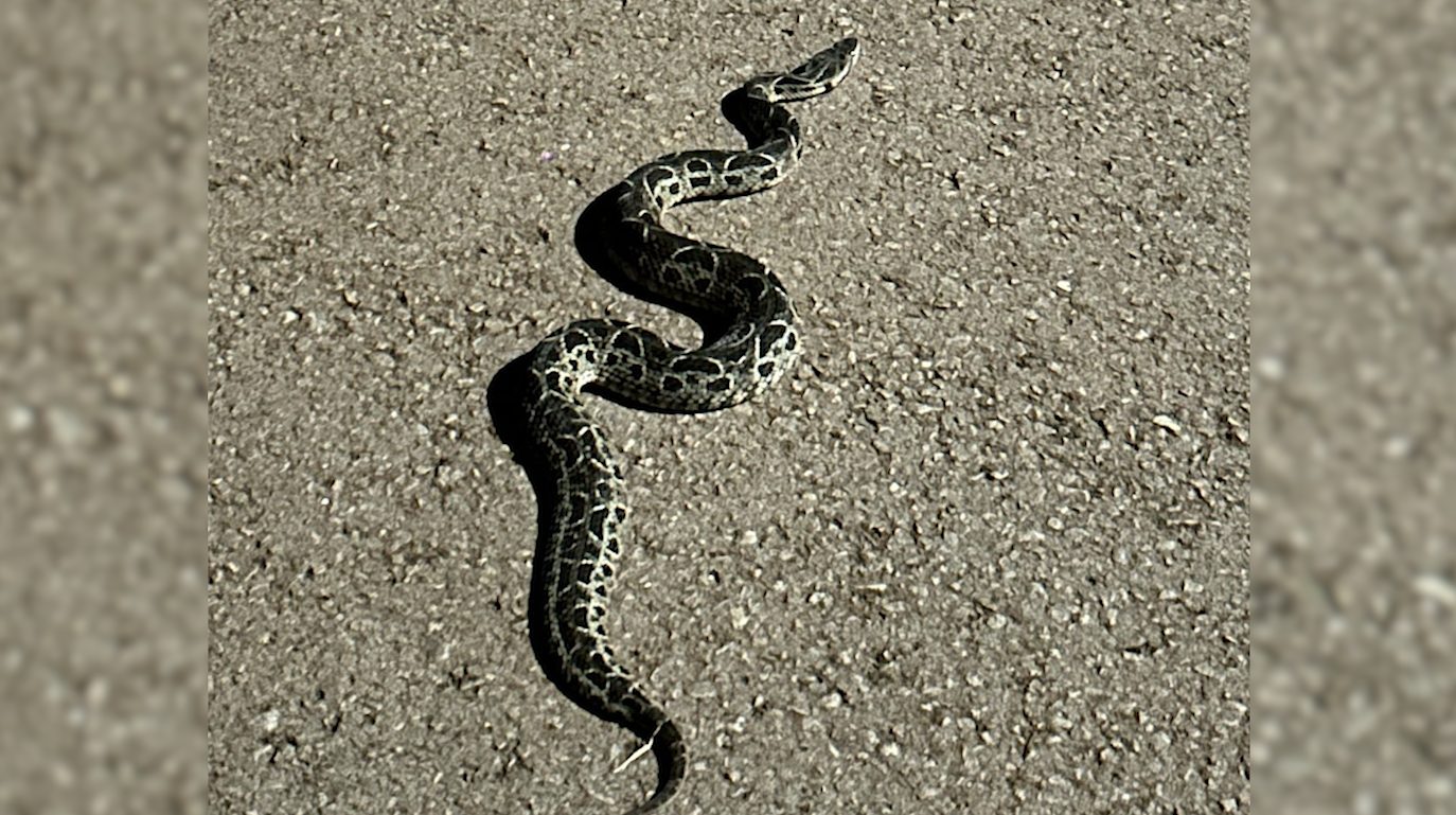 Cobras venenosas no Tropical II: Moradores fazem alerta para grande número de serpentes encontradas Cobras venenosas no Tropical II: Moradores fazem alerta para grande número de serpentes encontradas