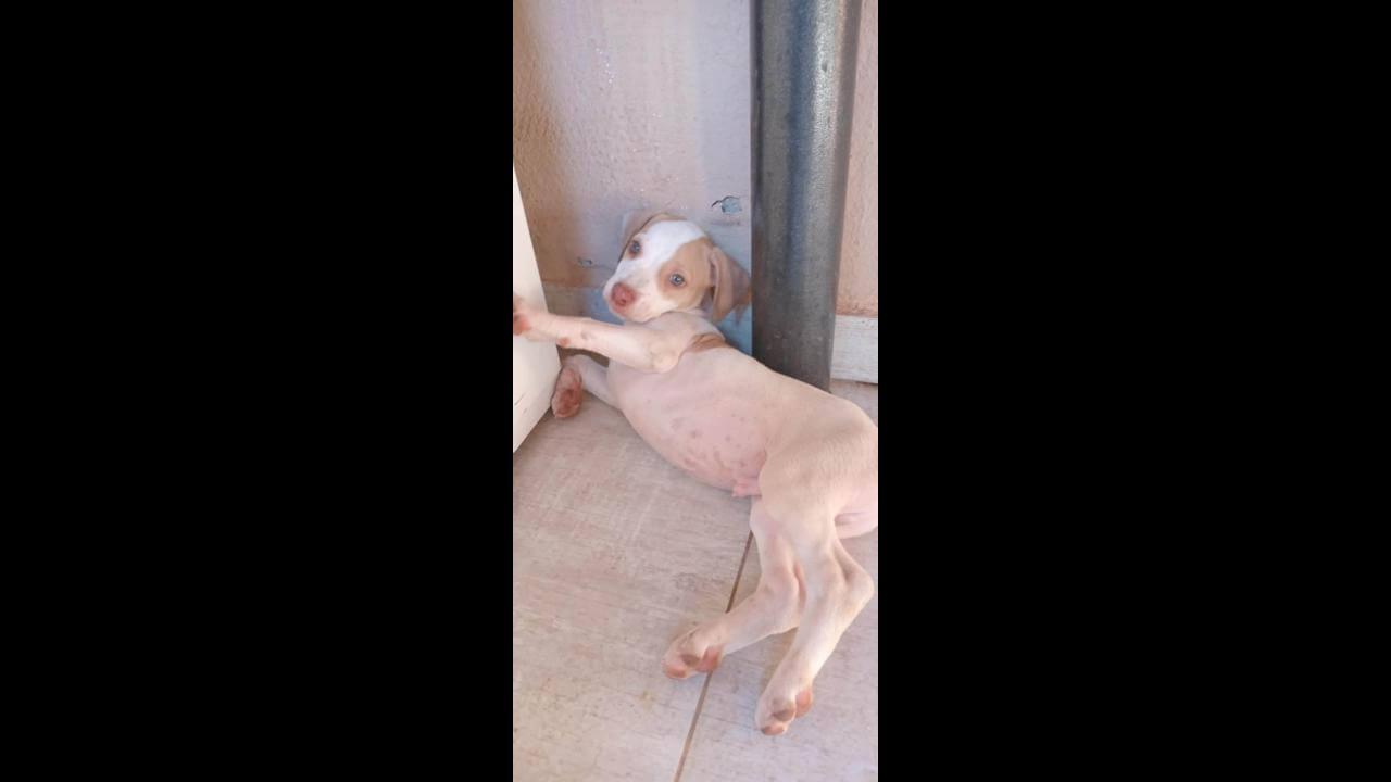 Cachorro Tor desapareceu no bairro Brasmadeira