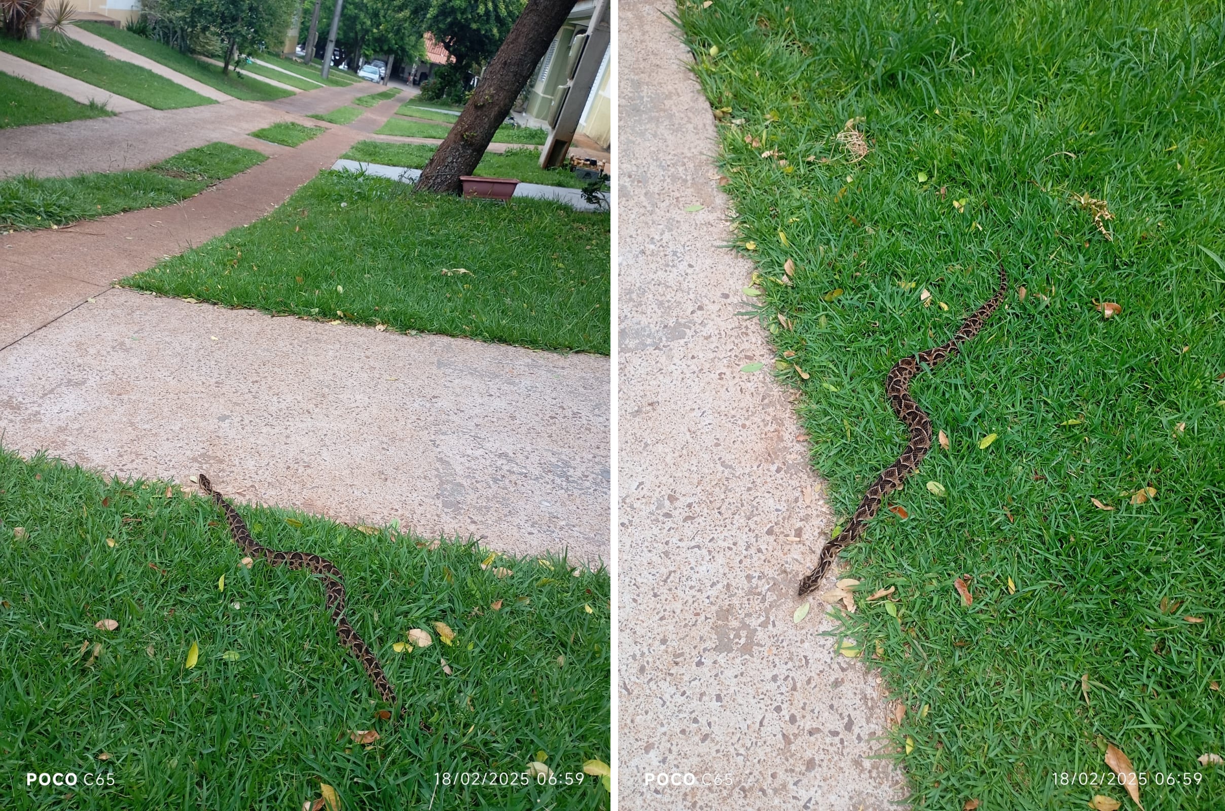 Jararaca passeia em condomínio no Parque Verde e assusta moradores
