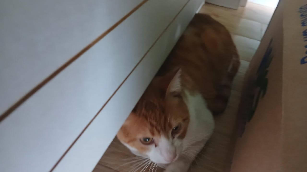Gato é encontrado no bairro Centro