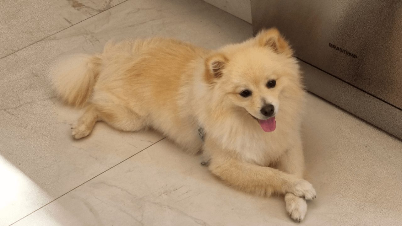 Cachorro Teddy desapareceu no bairro Maria Luiza