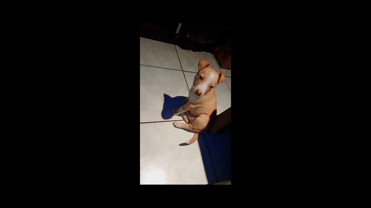 Cachorro Smokyng desapareceu no bairro Brasmadeira