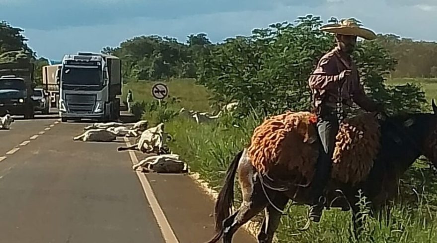 Caminhão sem freio causa morte de 13 bois