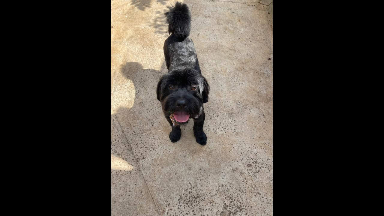 Cachorro Café desapareceu no bairro Jardim União