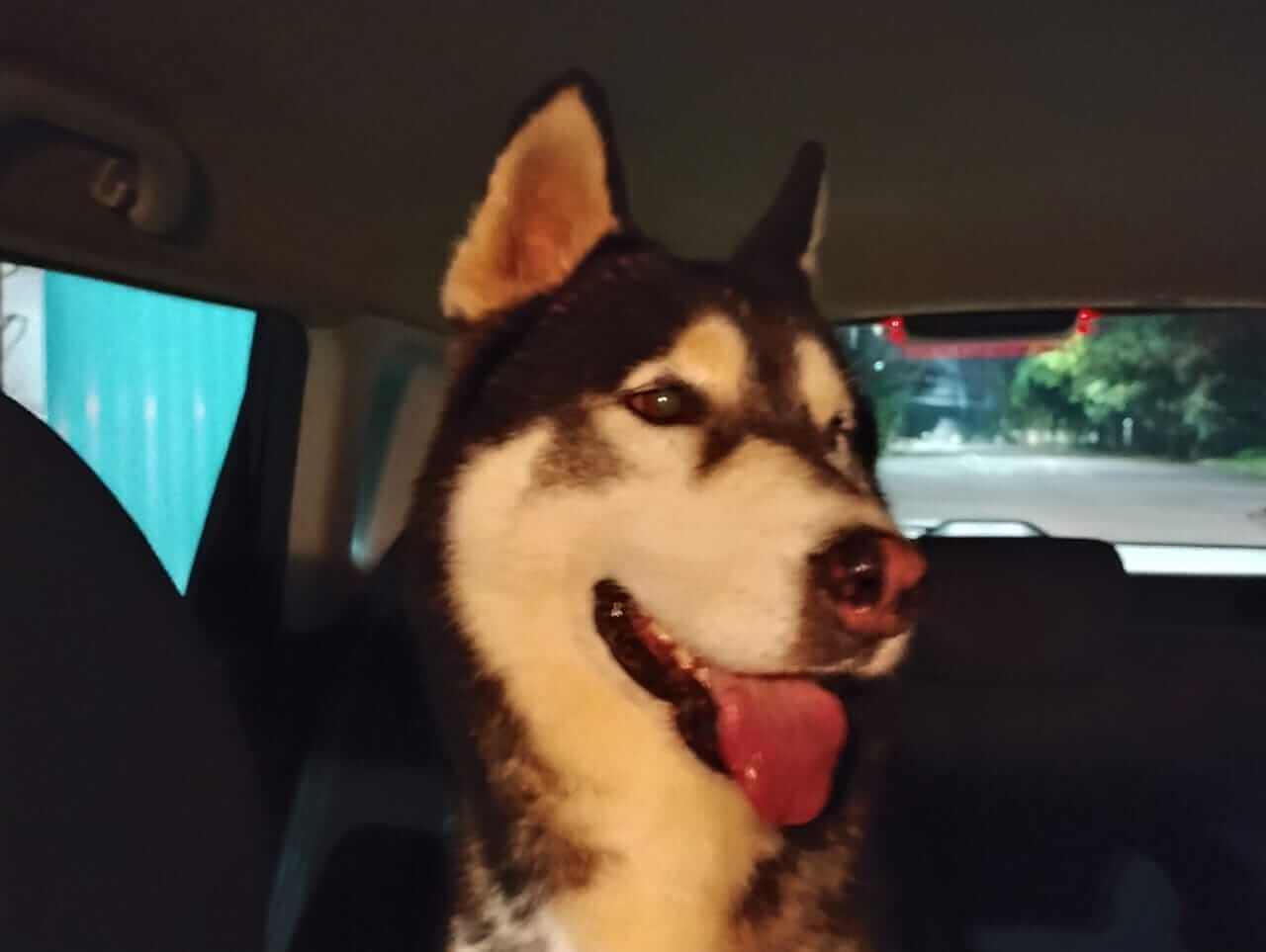 Cachorro é encontrado no bairro Country