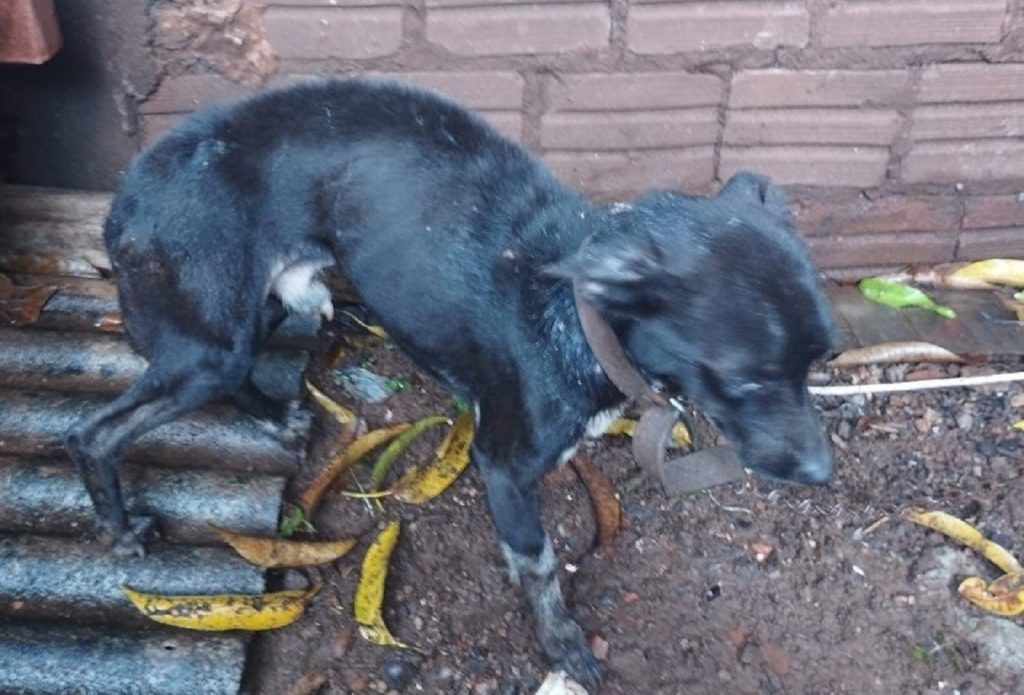 Cão vítima de maus-tratos é resgatado em Campo Mourão; um já estava em decomposição