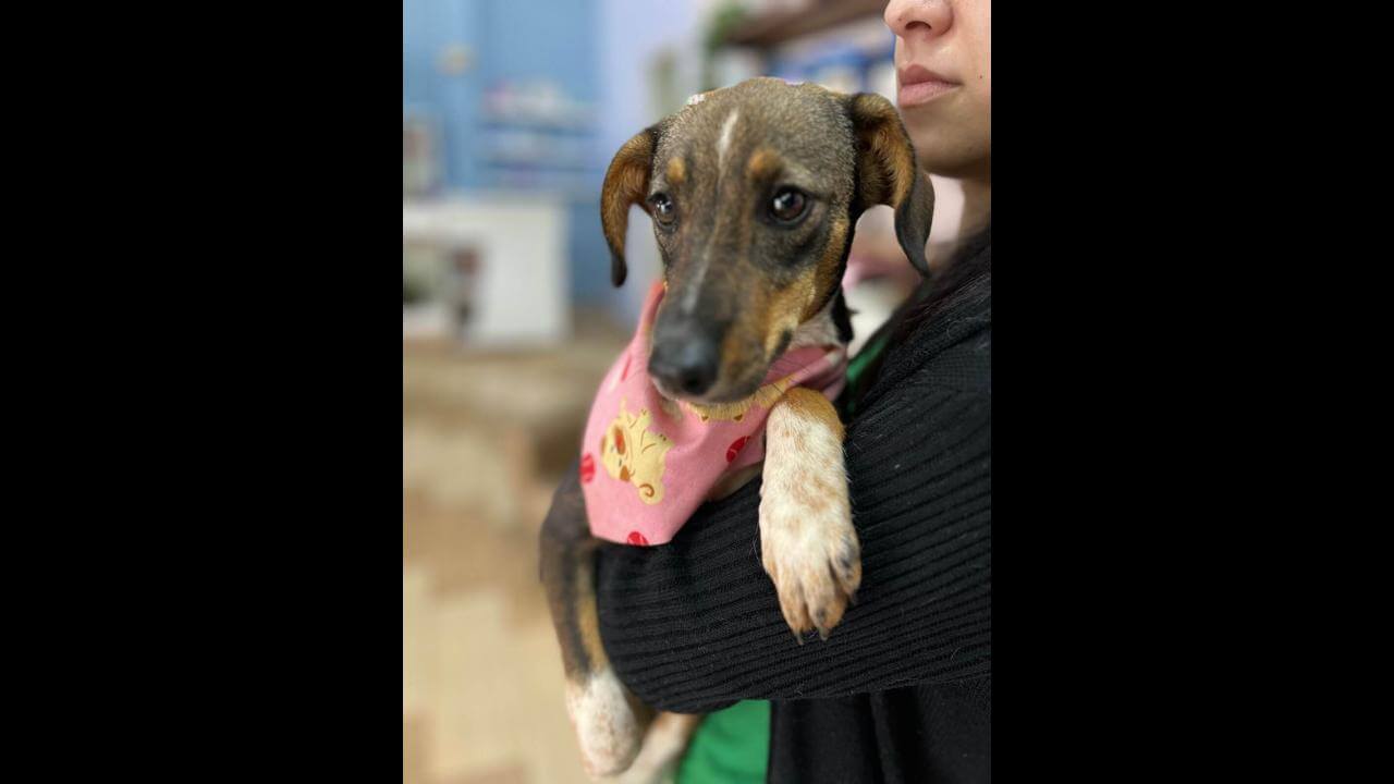 Cachorra é encontrada no bairro Neva
