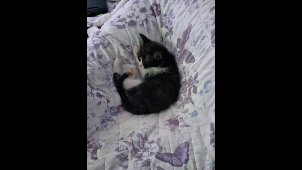 Gata Farofa desapareceu no bairro Santa Cruz