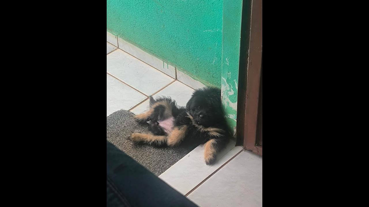 Cachorra Luna desapareceu no bairro Santo Onofre