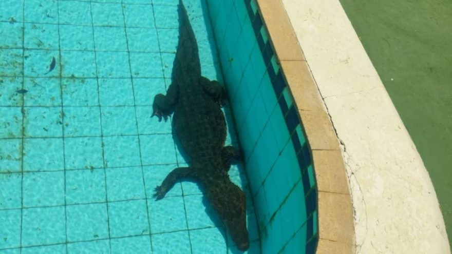 Jacaré de 1,5 metros é capturado pelos Bombeiros durante ‘banho de piscina’