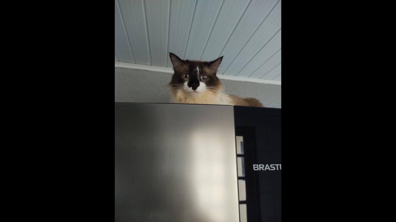 Gato Francisco desapareceu no bairro Cascavel Velho