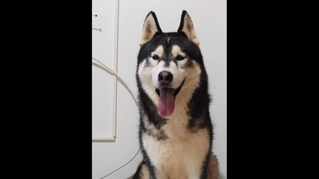 Cachorro é encontrado no bairro Country