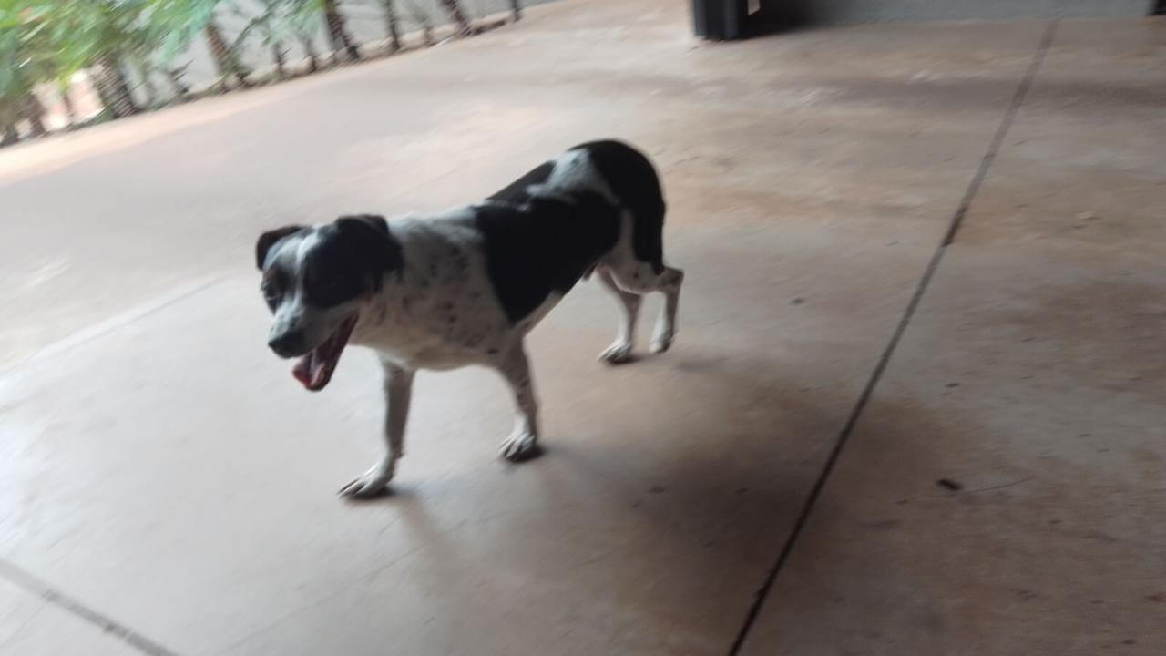 Cachorro é encontrado no bairro Centro Cachorro é encontrado no bairro Centro
