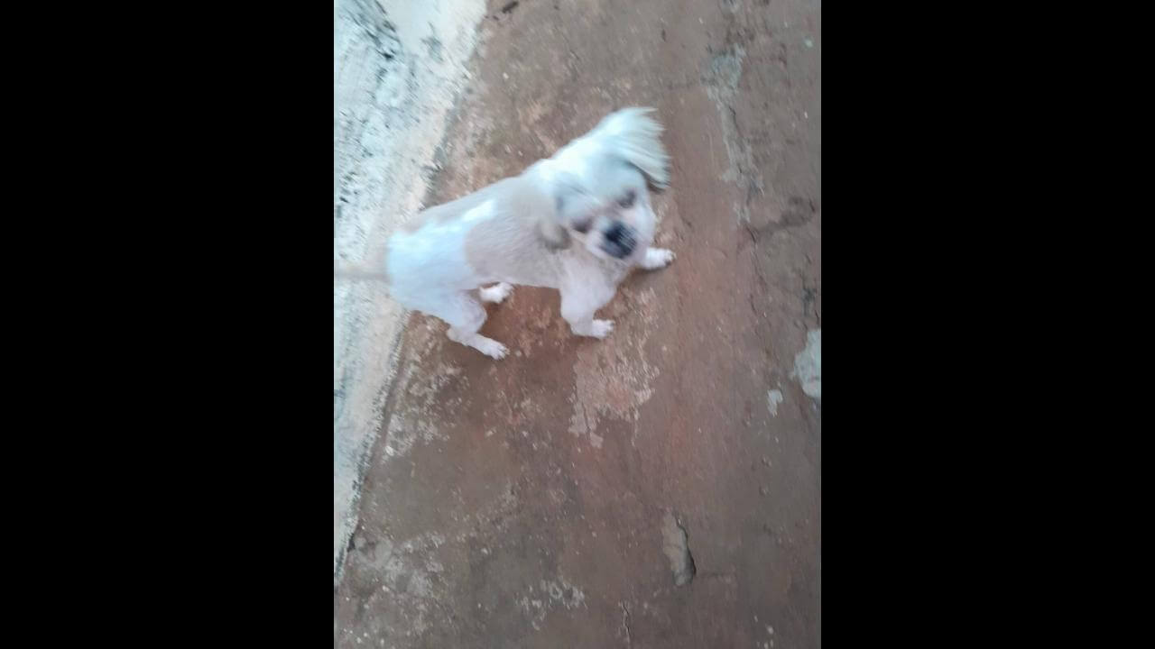 Cachorra Mel desapareceu no bairro Universitário Cachorra Mel desapareceu no bairro Universitário