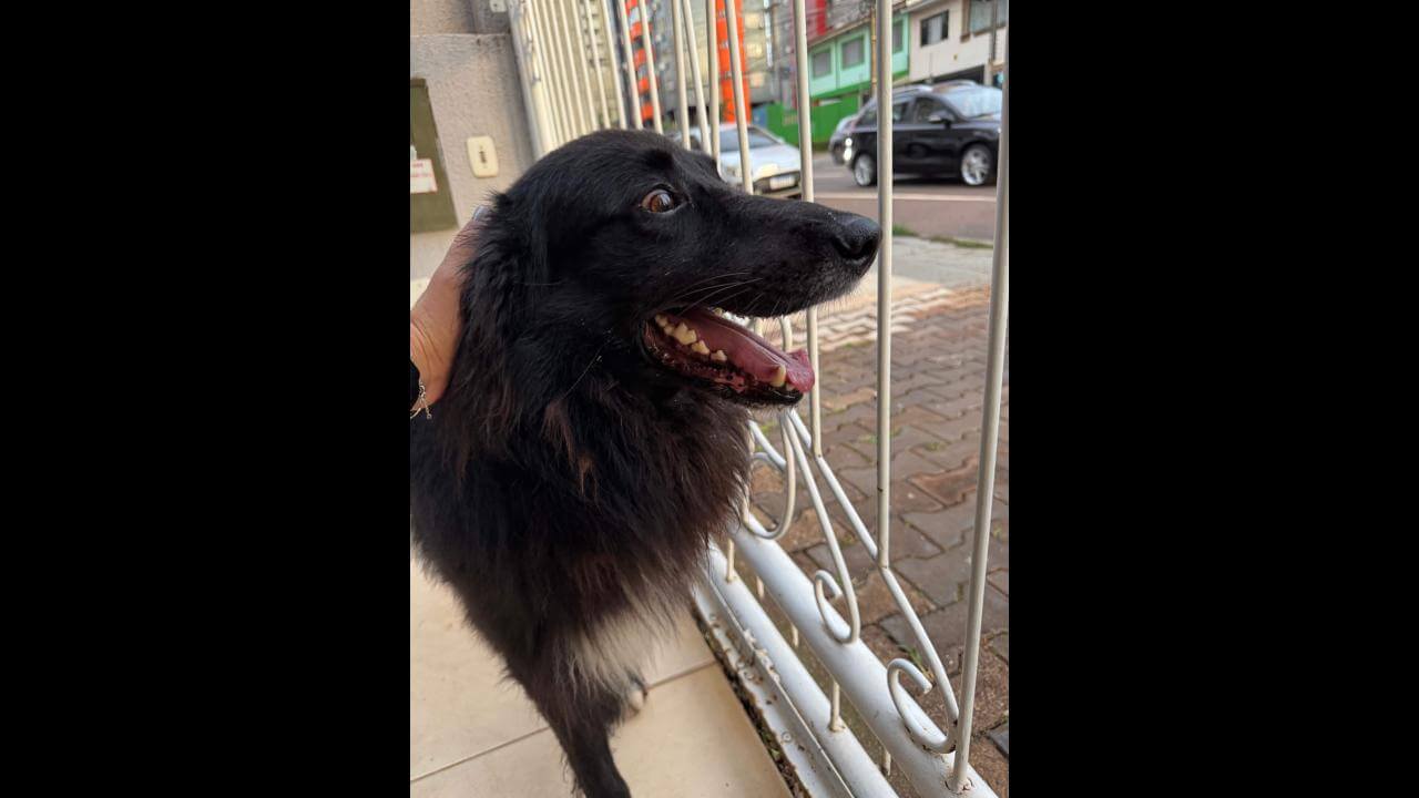 Cachorro é encontrado no bairro Coqueiral Cachorro é encontrado no bairro Coqueiral