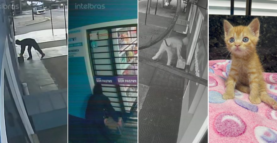 Câmeras flagram homem abandonando filhote de gato em veterinária no Santa Felicidade