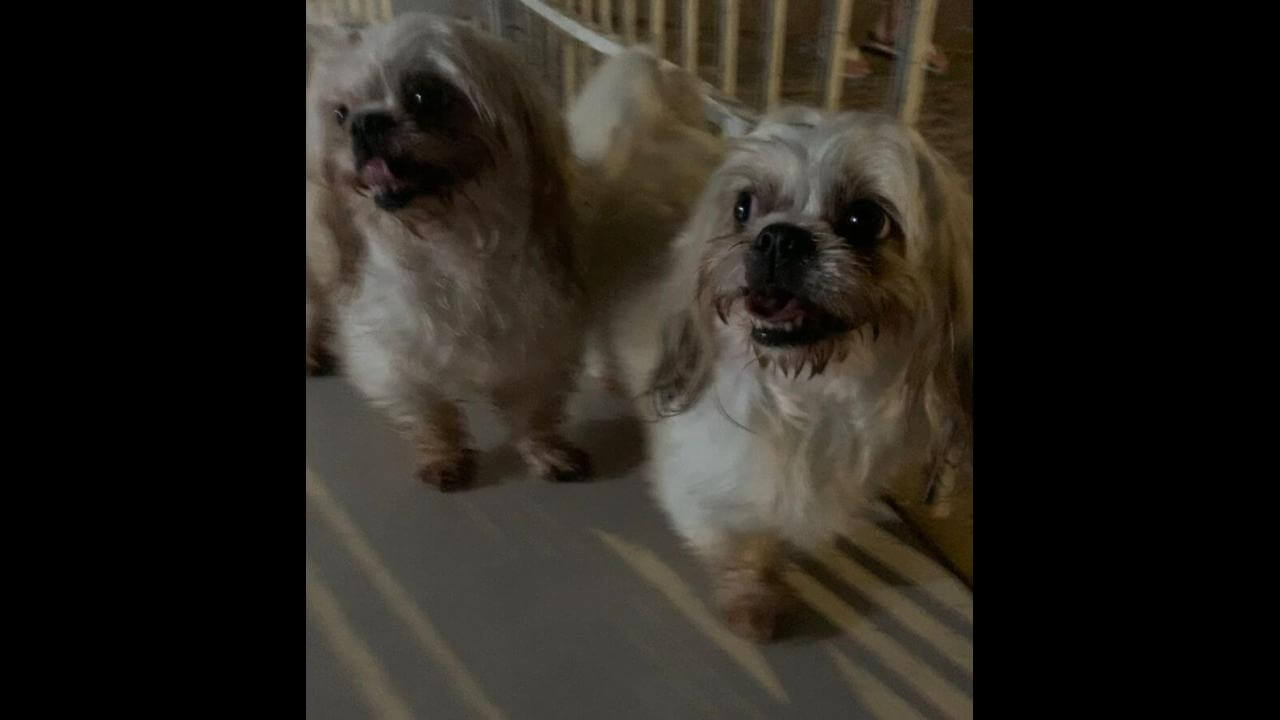 Cachorro é encontrado no bairro Guarujá