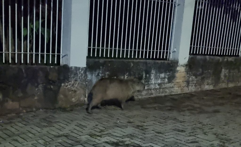 Capivara é flagrada “perdida” na região central de Cascavel