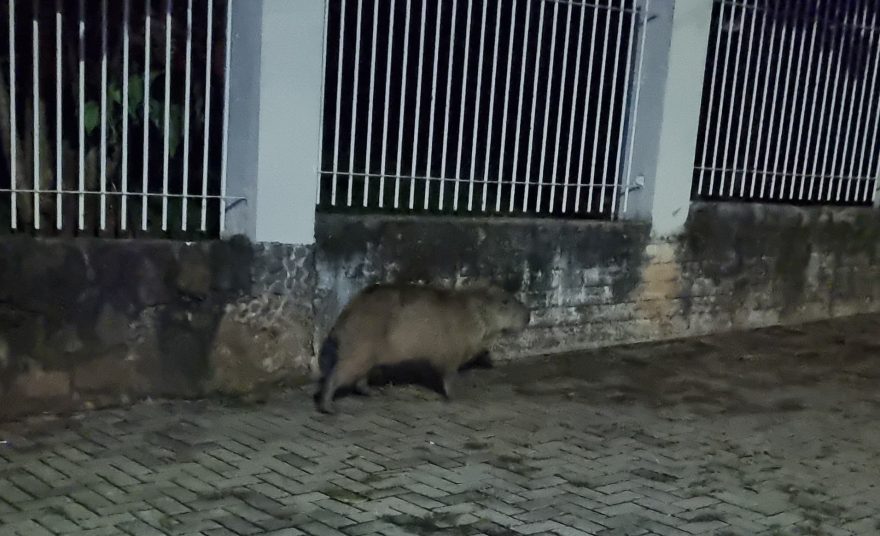 Capivara é flagrada “perdida” na região central de Cascavel