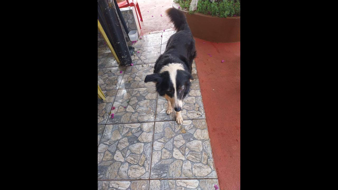 Cachorra é encontrada no bairro Periolo