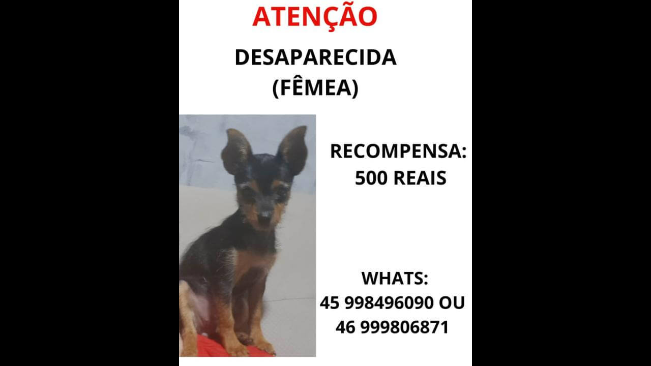 Cachorra desapareceu no bairro Floresta