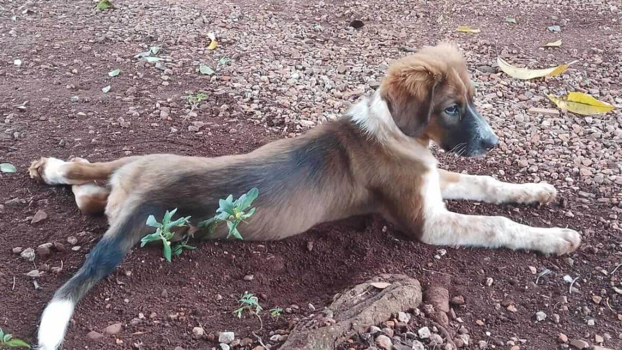 Cachorra é encontrada no bairro Cascavel Velho