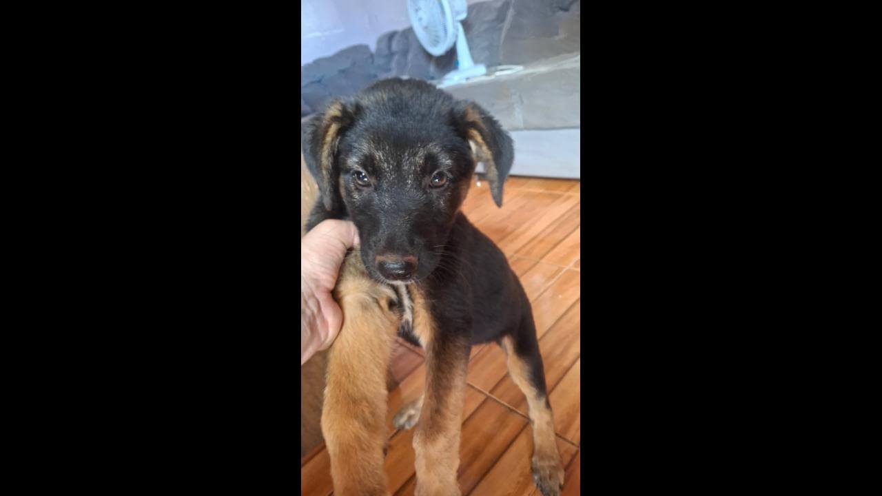 Cachorro é encontrado no bairro Tarumã