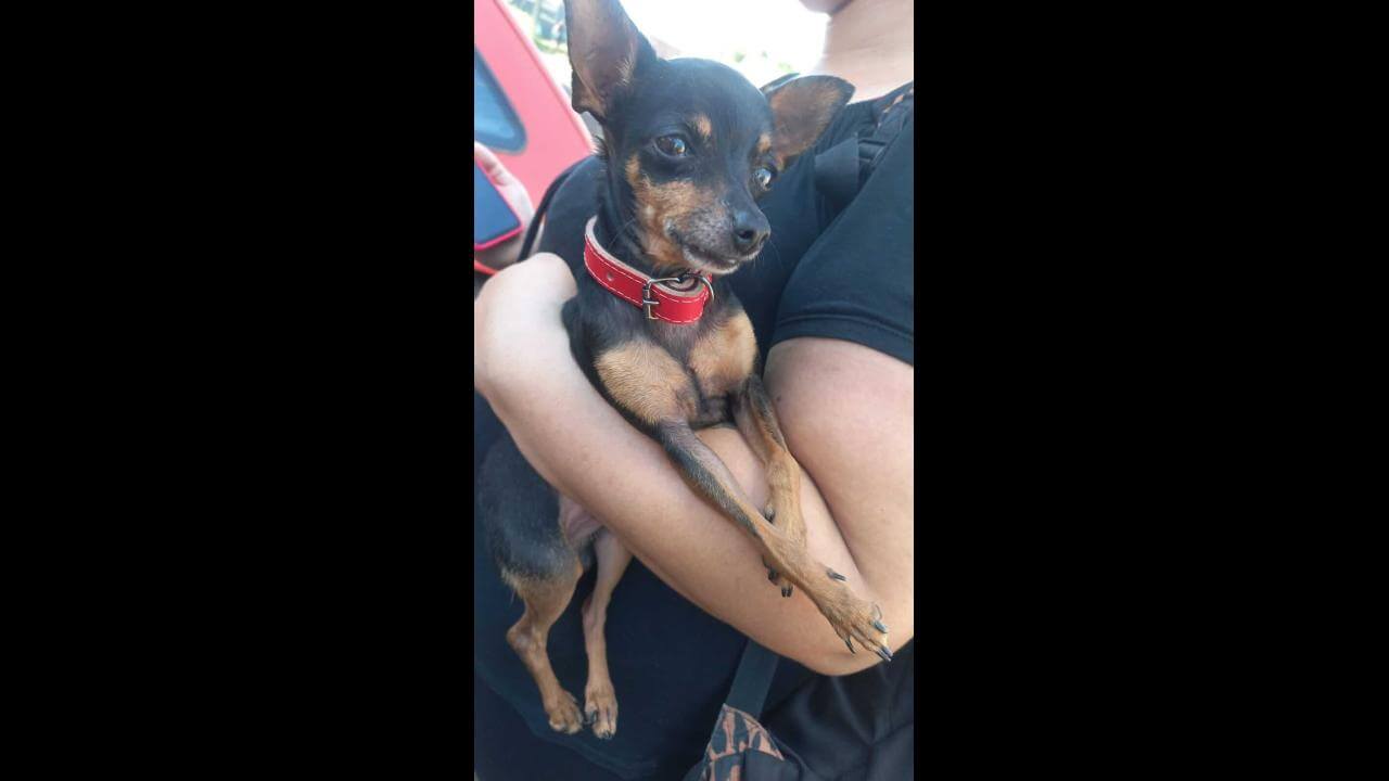 Cachorro é encontrado no bairro Pacaembu