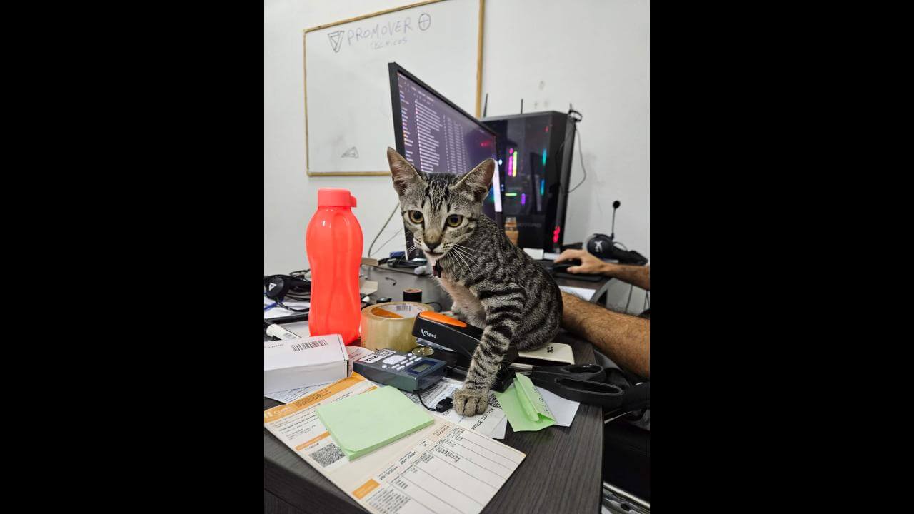 Gato é encontrado no bairro Guarujá