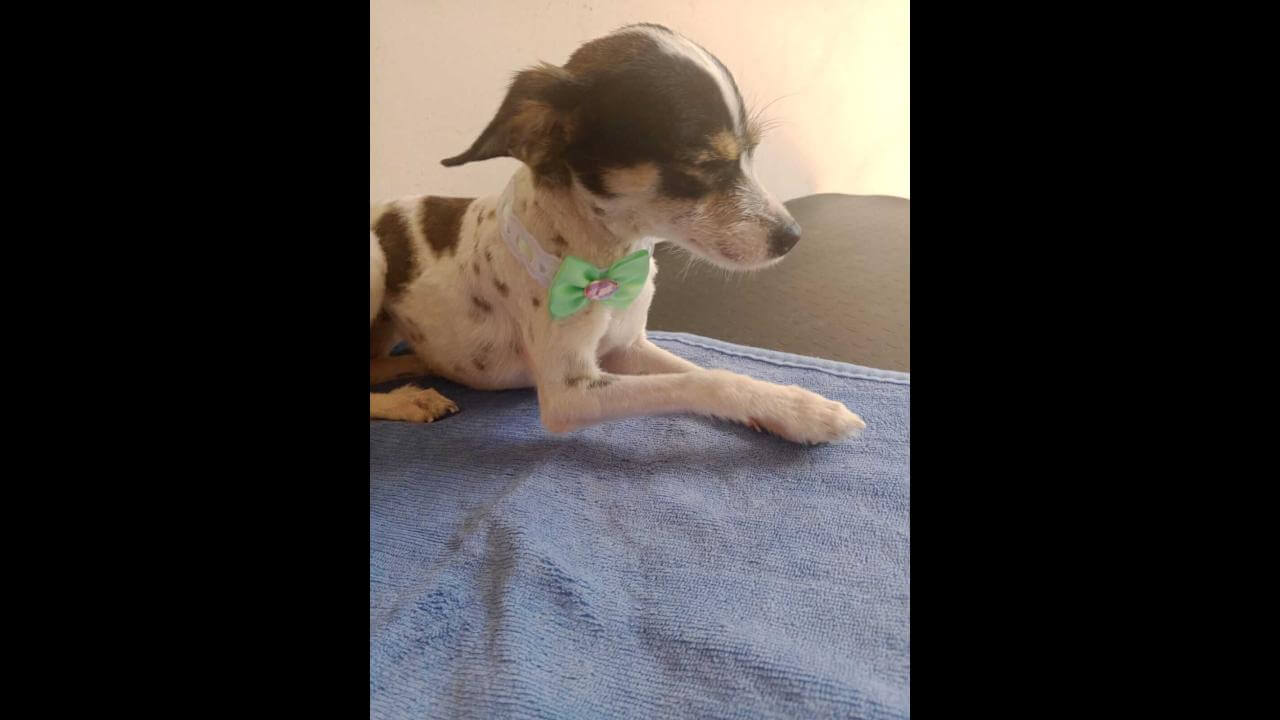 Cachorra Florzinha desapareceu no bairro Jardim Montovani