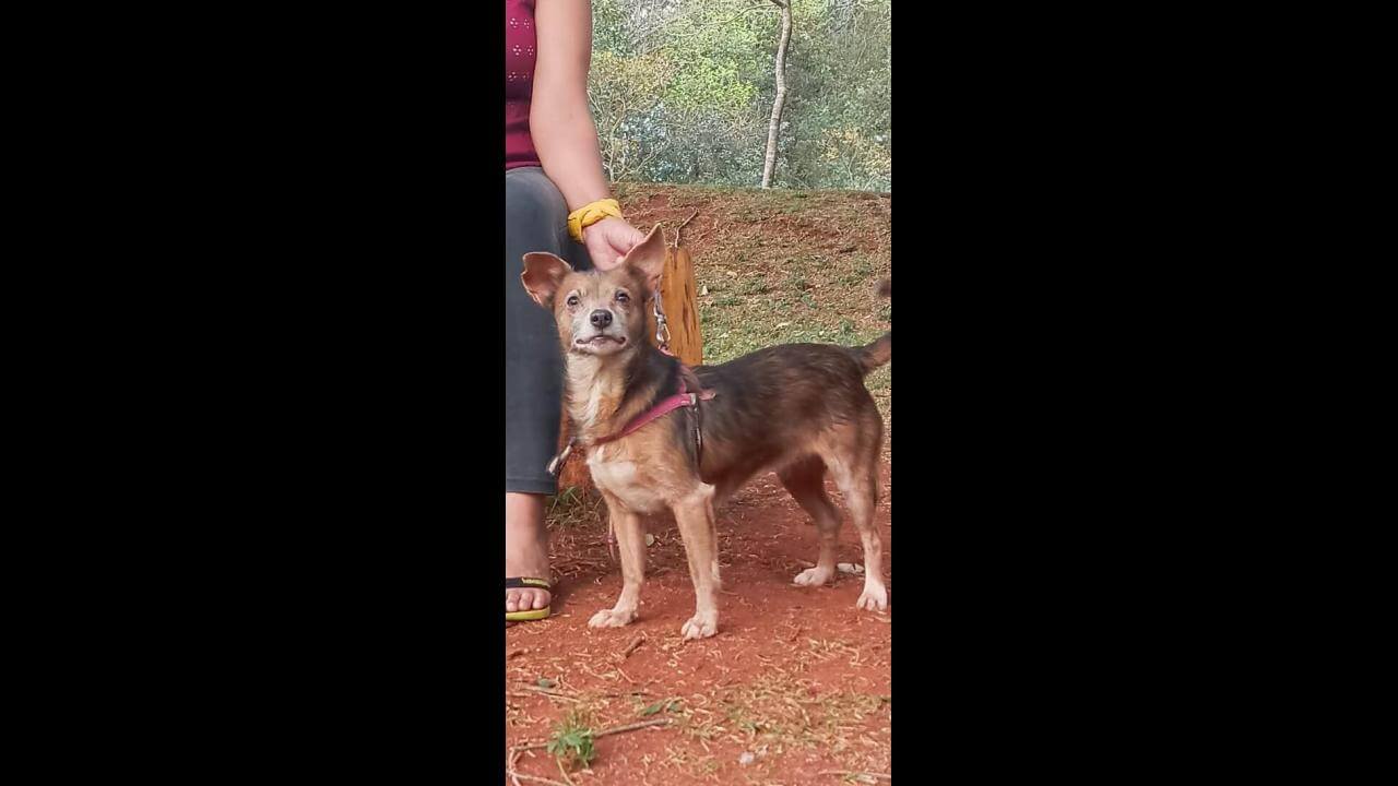 Cachorra Brisa desapareceu no bairro Neva