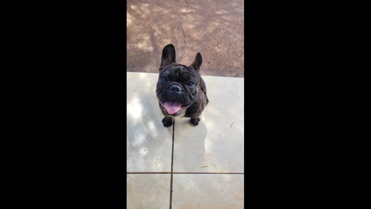 Cachorro desapareceu no bairro Brasmadeira Cachorro desapareceu no bairro Brasmadeira