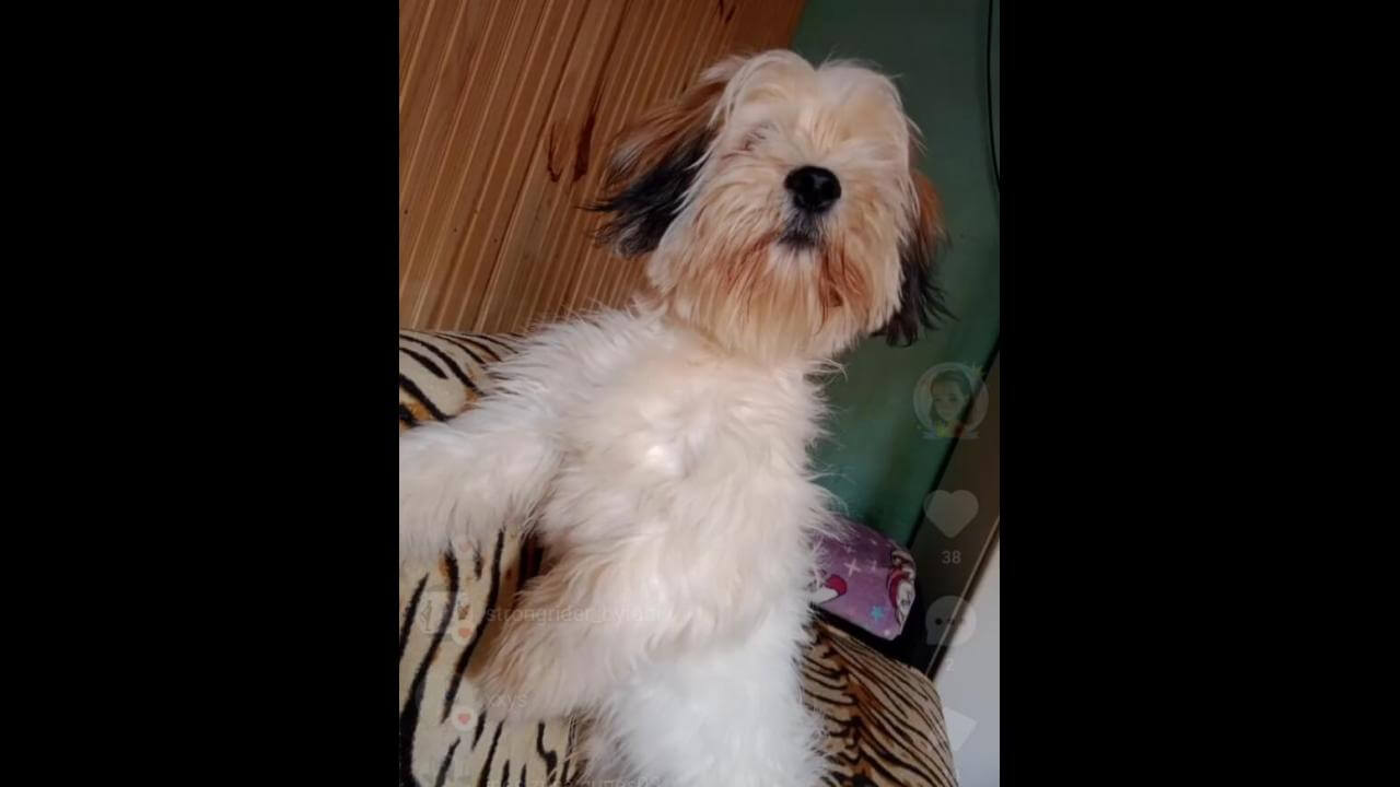 Cachorro Nike desapareceu no bairro Morumbi Cachorro Nike desapareceu no bairro Morumbi