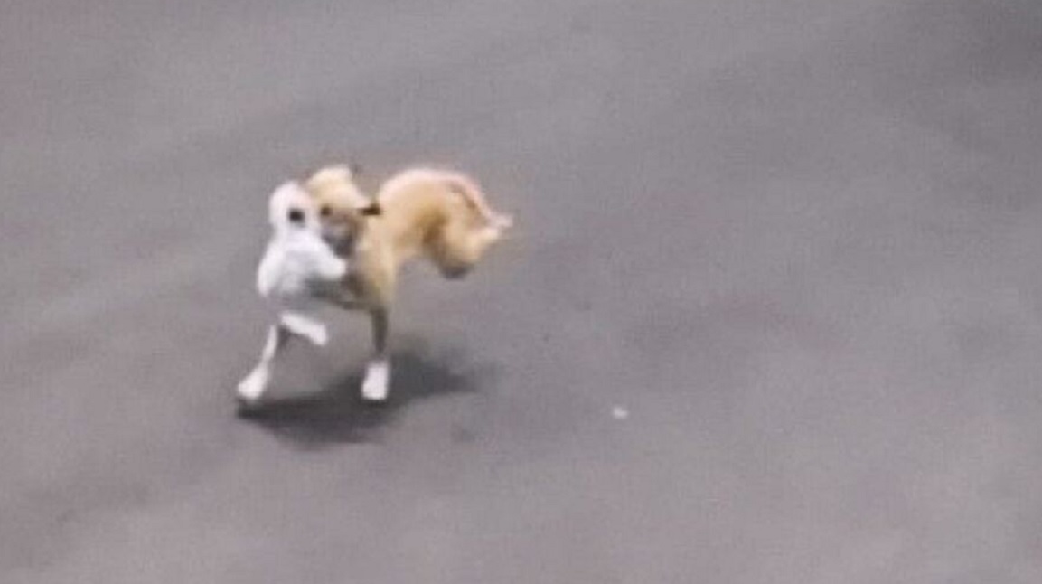 Tutor é preso por deixar Pitbull escapar e animal matar cão Maltês