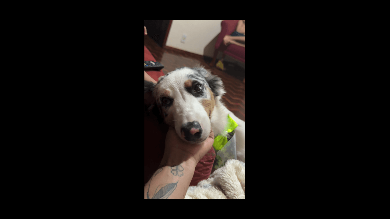 Cachorro Luffy desapareceu no bairro Claudete Cachorro Luffy desapareceu no bairro Claudete