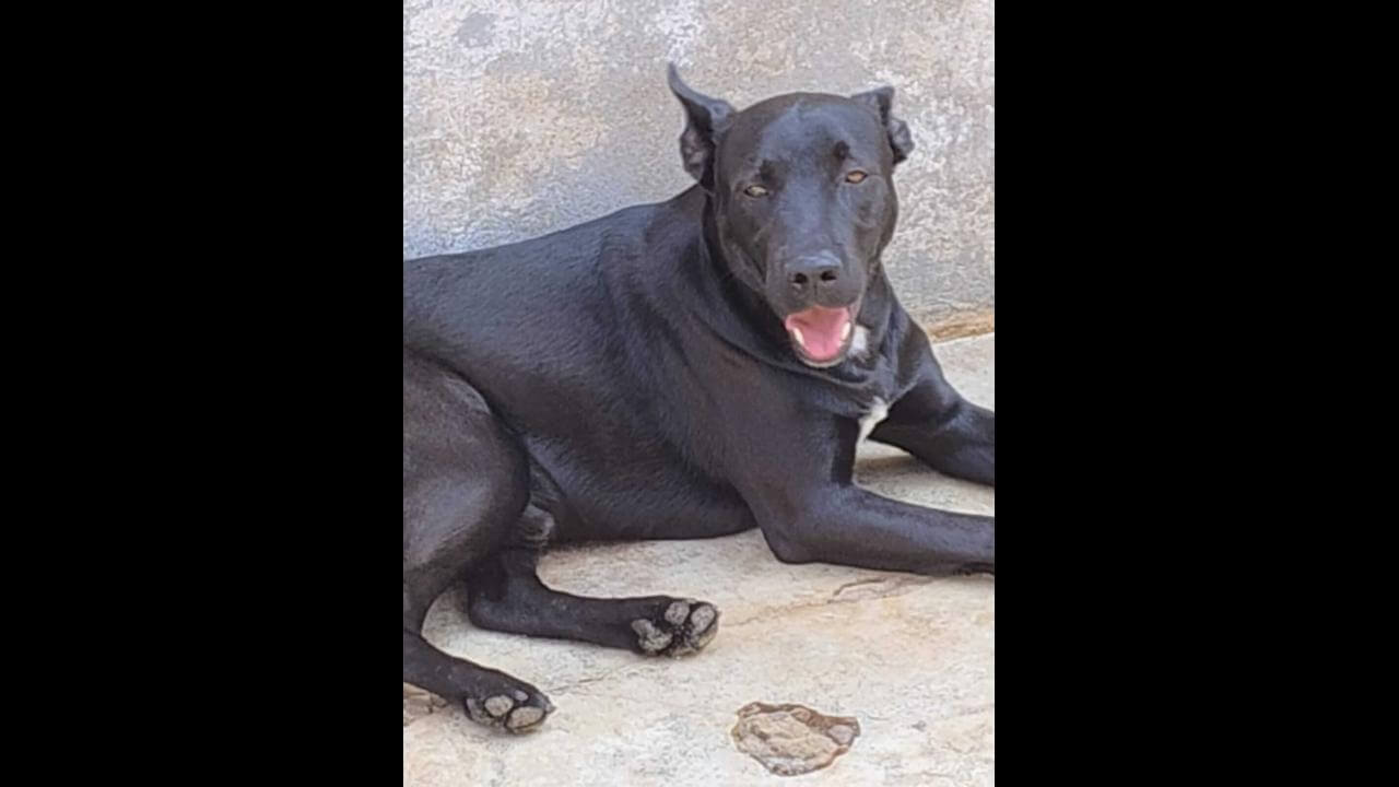 Cachorro Tufão desapareceu no bairro Cascavel Velho Cachorro Tufão desapareceu no bairro Cascavel Velho