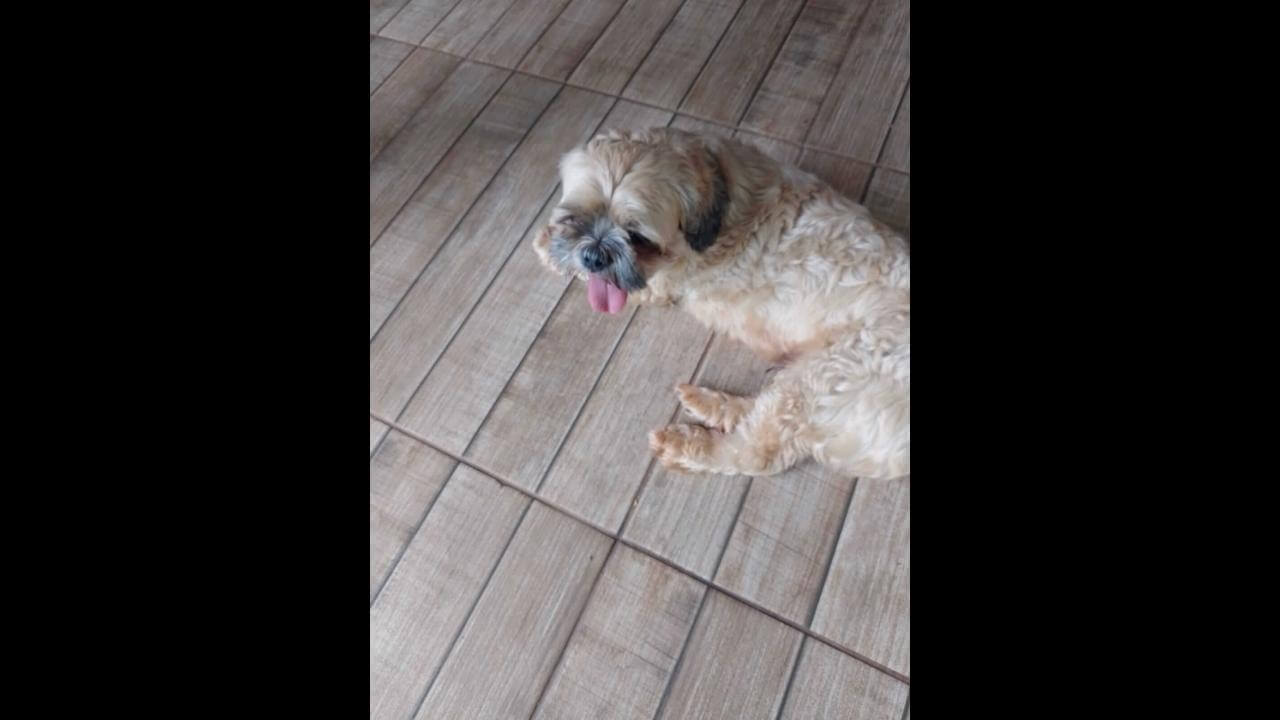 Cachorro é encontrado no bairro Floresta Cachorro é encontrado no bairro Floresta