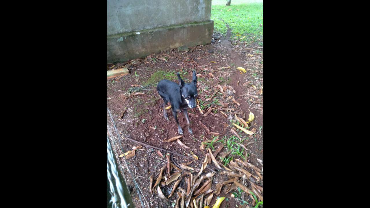 Cachorro é encontrado no bairro Maria Luiza