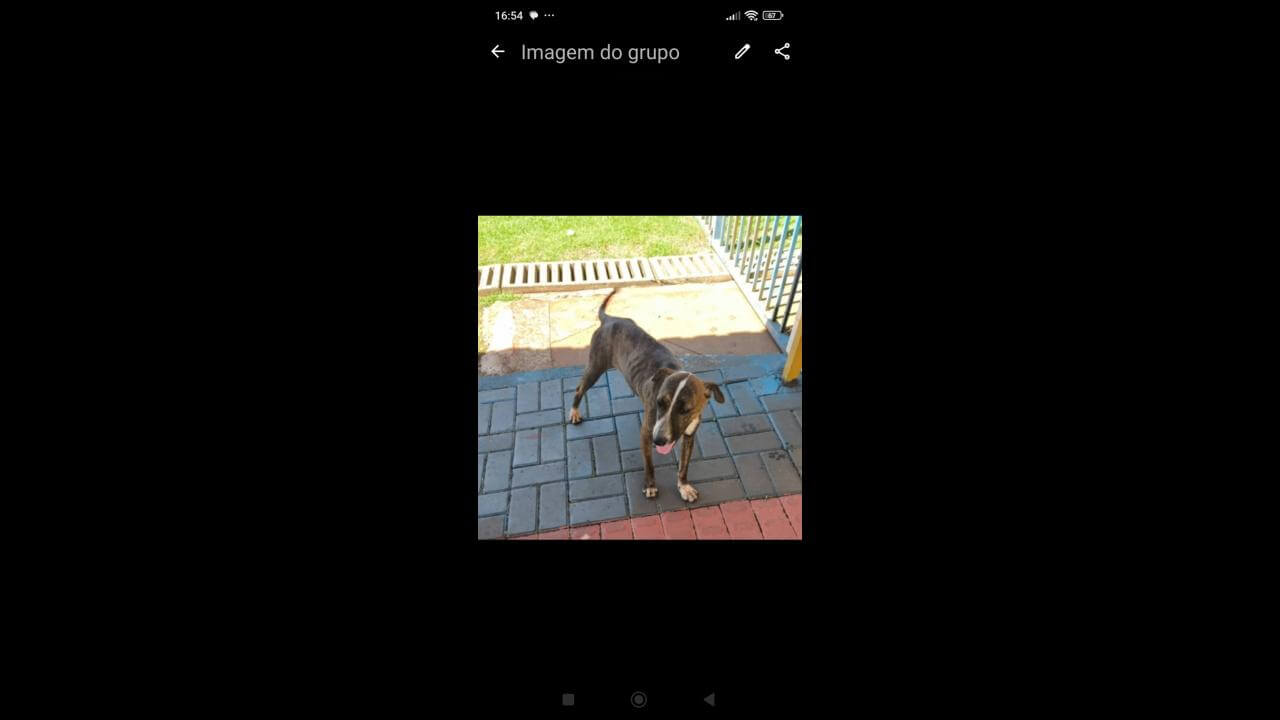 Cachorra desapareceu no bairro Cataratas