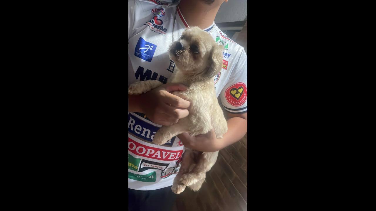 Cachorro é encontrado no bairro Parque São Paulo