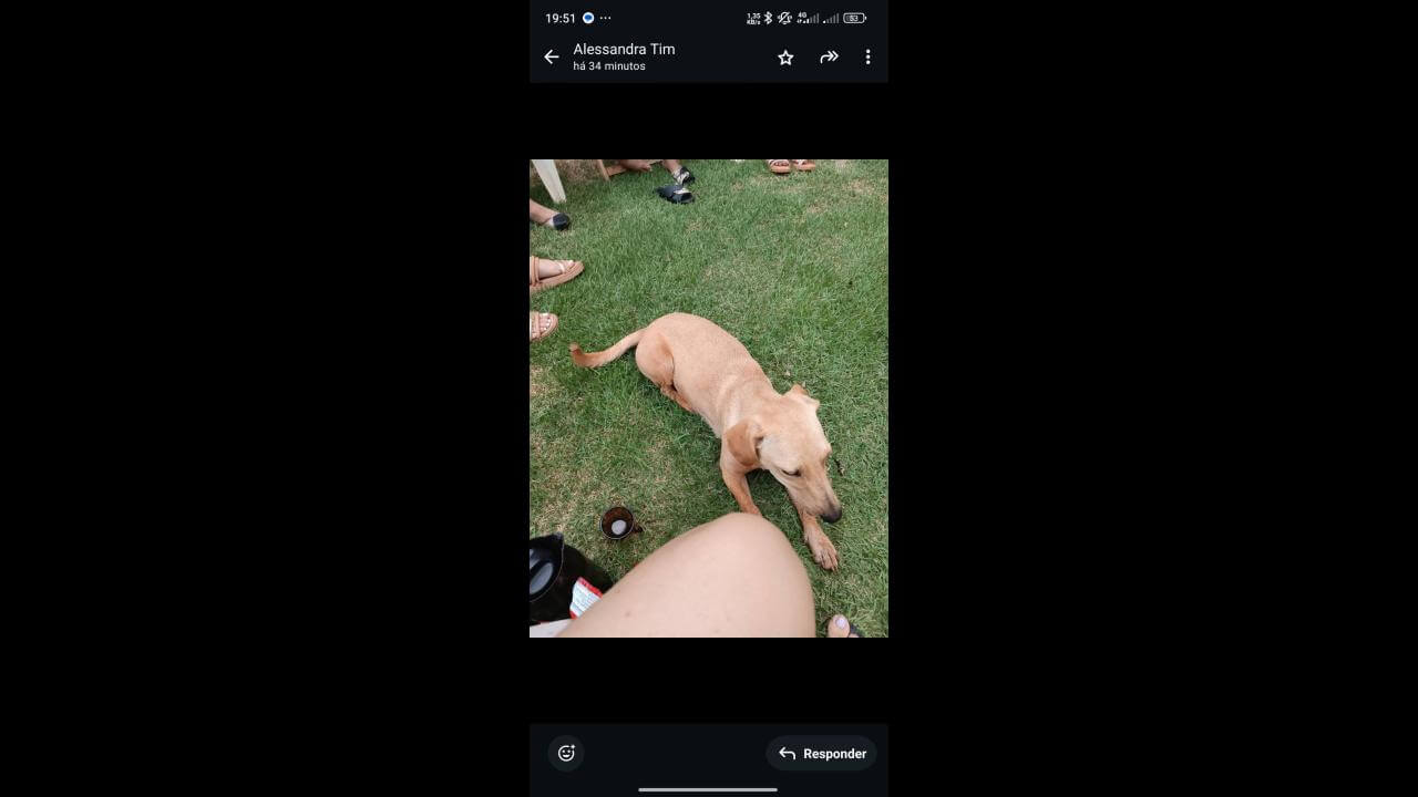 Cachorra Diaila desapareceu no bairro Santa Cruz