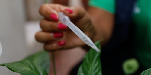 Com 300 casos por 100 mil habitantes, SP entra em epidemia de dengue Imagem referente a Com 300 casos por 100 mil habitantes, SP entra em epidemia de dengue