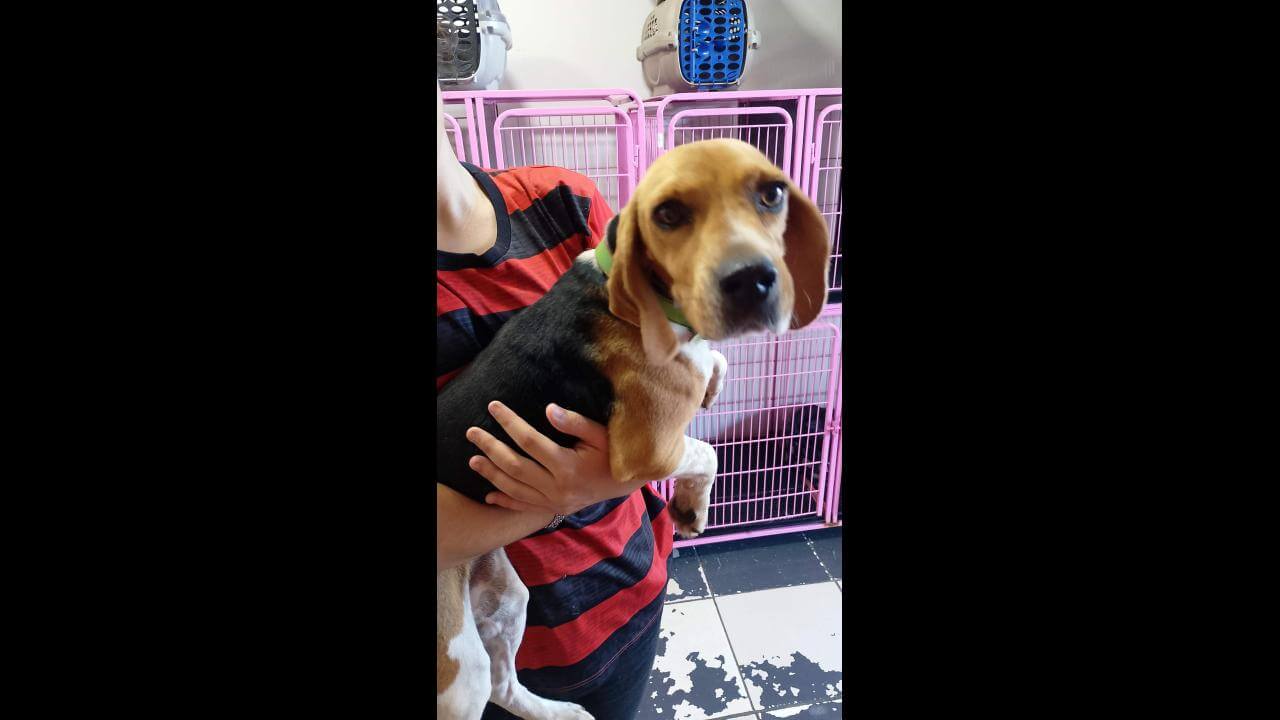 Cachorra é encontrada no bairro São Cristóvão Cachorra é encontrada no bairro São Cristóvão