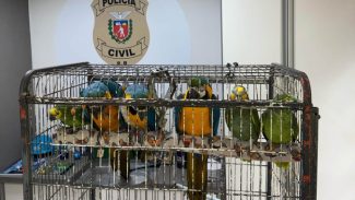 PCPR resgata araras e papagaios vítimas do tráfico de animais em Curitiba