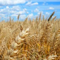 Calor prejudica lavoura de café, soja e arroz, diz especialista Imagem referente a Calor prejudica lavoura de café, soja e arroz, diz especialista