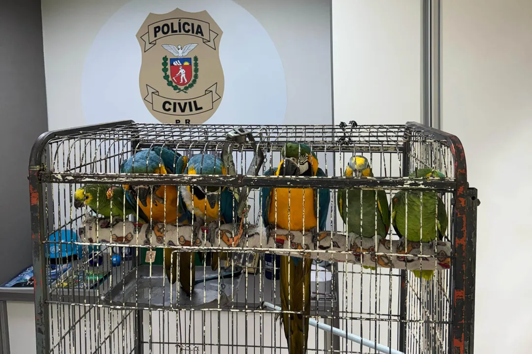 Três araras e três papagaios são resgatados em operação contra tráfico de animais